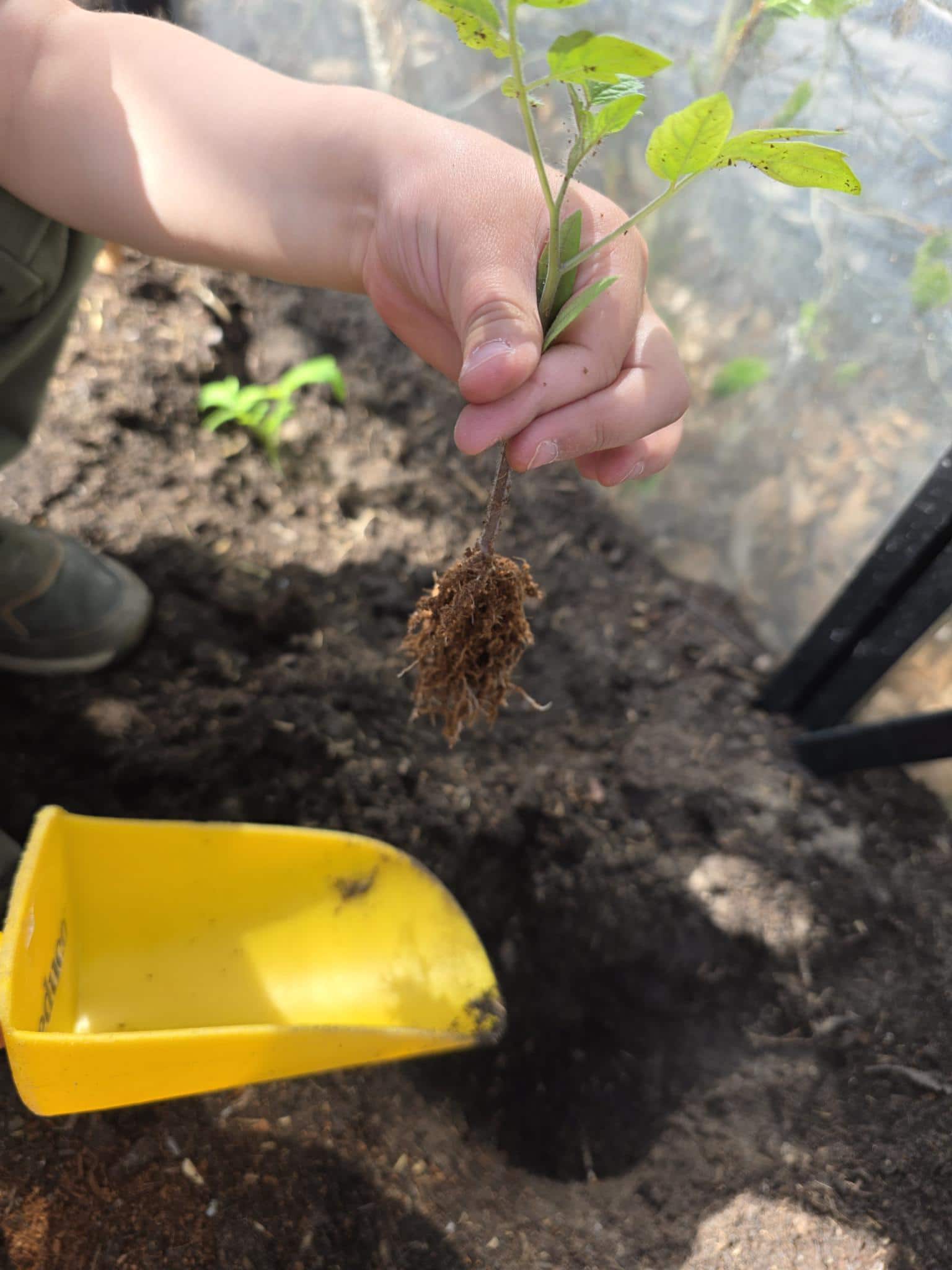 kinderopvang groen